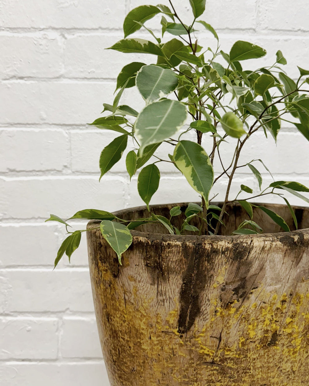 Large carved timber vase - La Casa by Importante